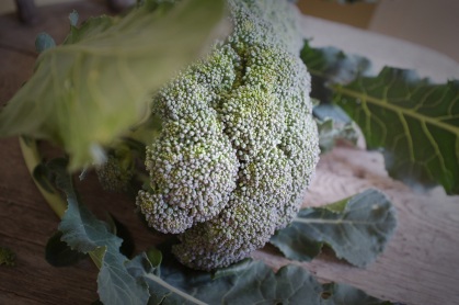 Fresh from the garden broccoli florets.